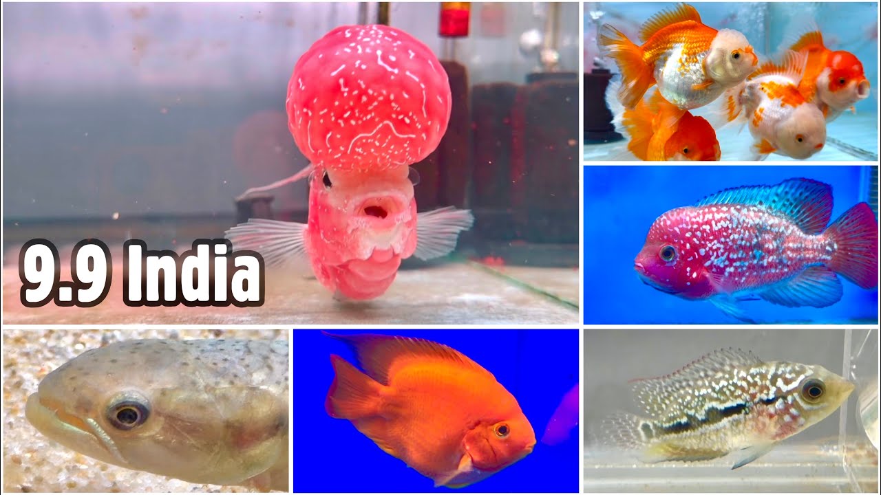 9.9 India Fish Aquarium Mumbai | Flowerhorn, Fry, Kamfas, Orandas, Vieja, Parrotfish