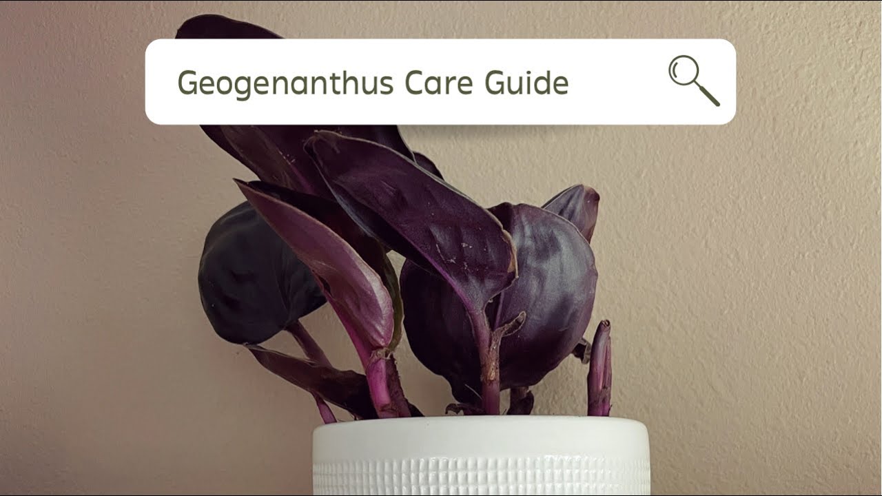 Found this RARE plant at Walmart… | Geogenanthus ciliatus Care Guide + Styling Tips