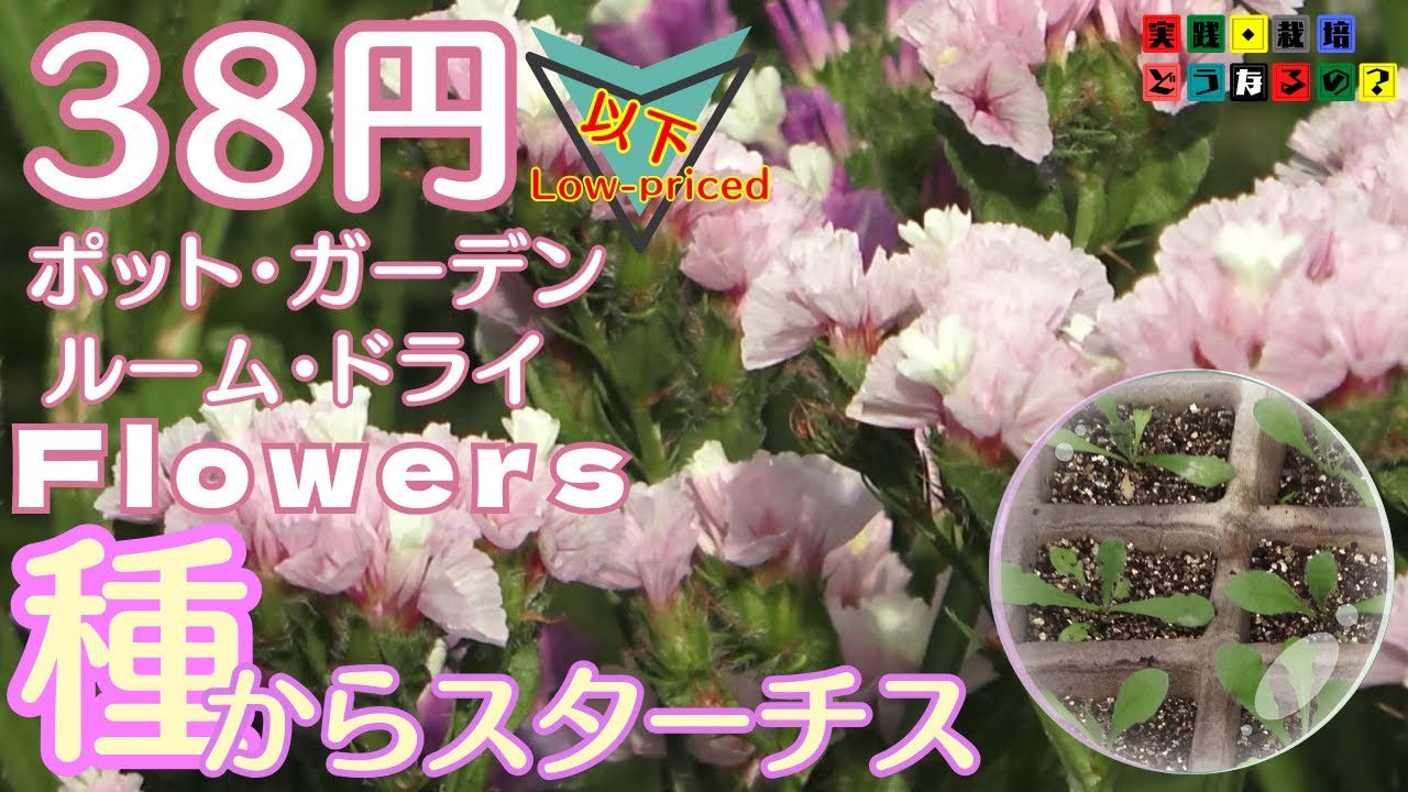 2025お急ぎください。【種のまき方】蒔く時期が過ぎてしまいますよ！【ガーデニング】用途色々スターチスを楽しい育て方・種の蒔き方.植え方.育て方.そだち方【園芸】