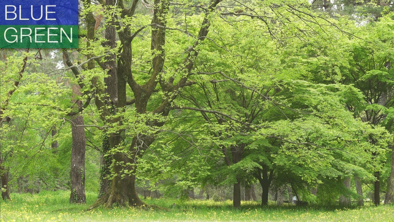 [4K] 青と緑の庭 京都の庭園 2021　 Blue and Green Gardens The Gardens of Kyoto Japan
