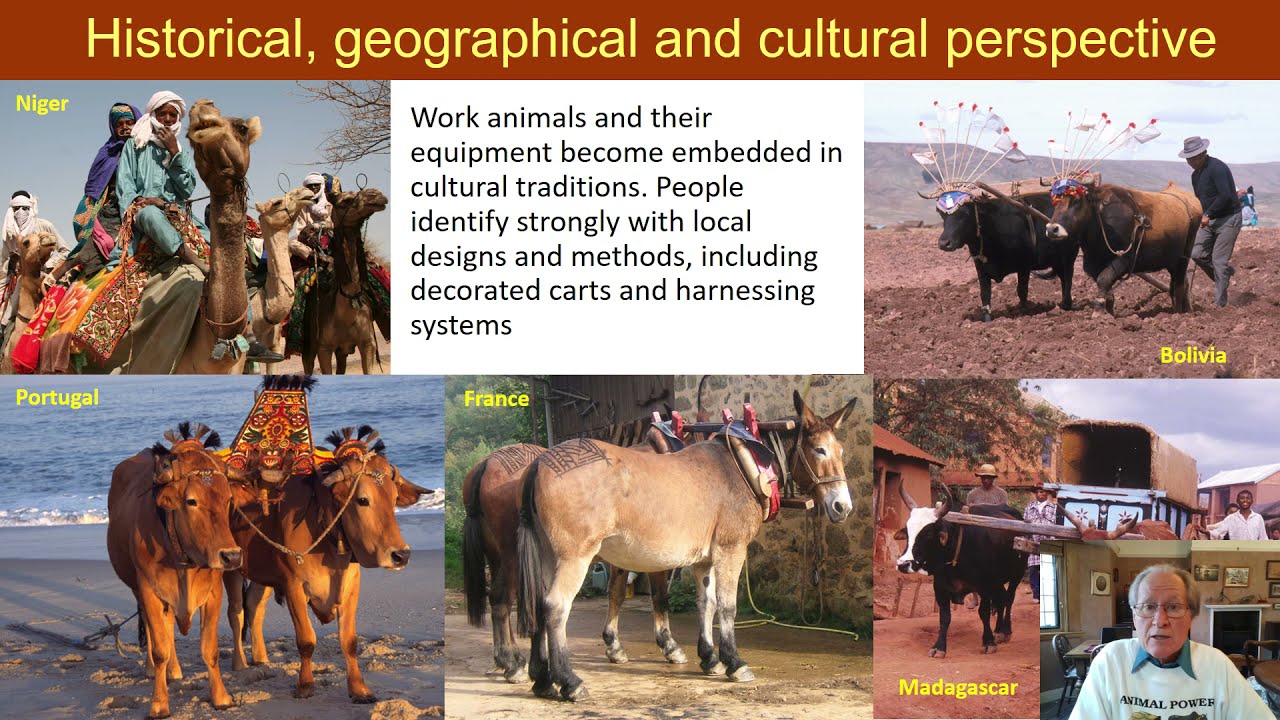 Paul Starkey - Draft Animals in the World