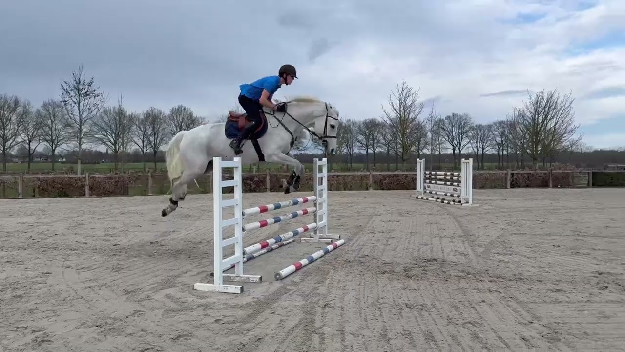 DHT 05-03-2026: Remi van de Vrunte, gelding, 2017 by Shadowfax 111