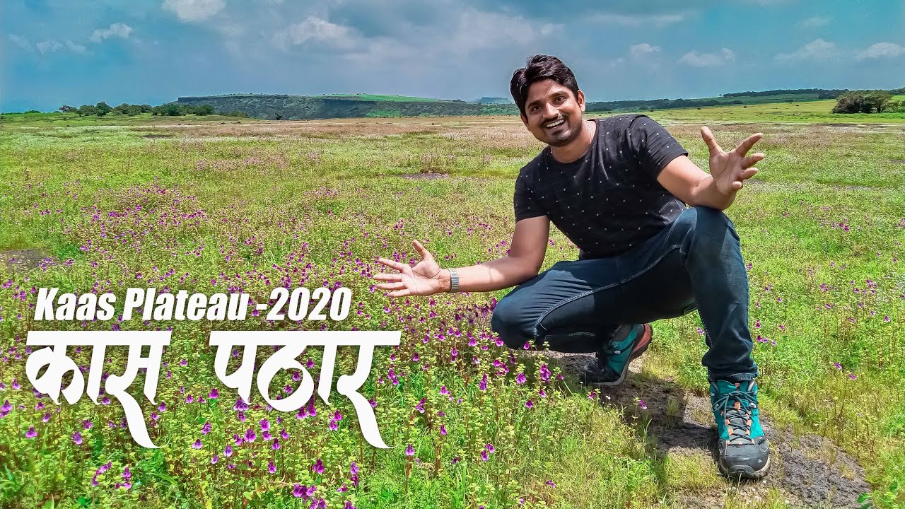 कास पठार : LOCKDOWN नंतर महाराष्ट्राची Valley Of Flowers फुलांनी बहरली !