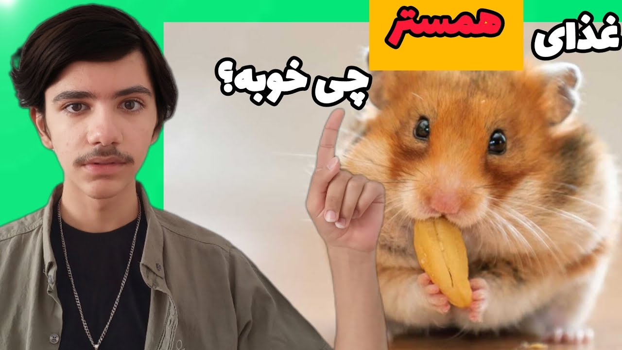 همه چیز درباره همسترها🐹قبل از خرید همستر این ویدیو رو ببینید