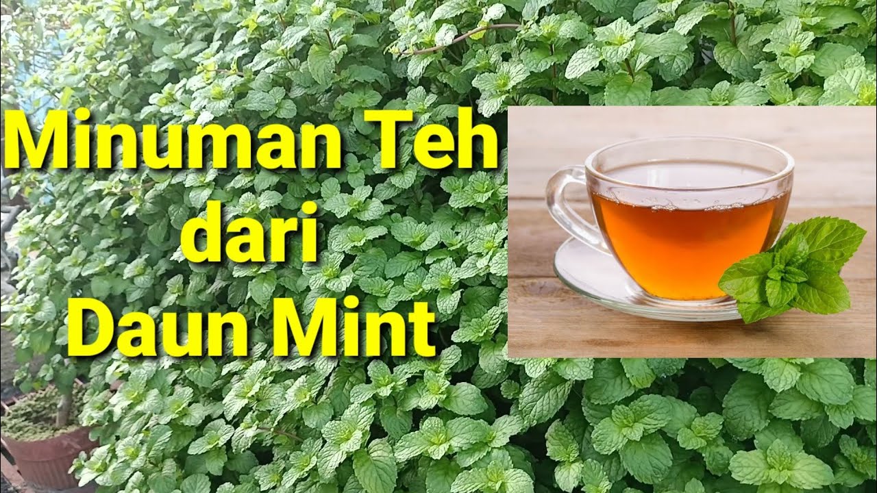 Membuat Teh dari Daun Mint