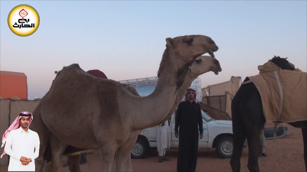 حفل الجمرة لرجل الاعمال سعود بن قاعد بن براك الجياشي الحارثي