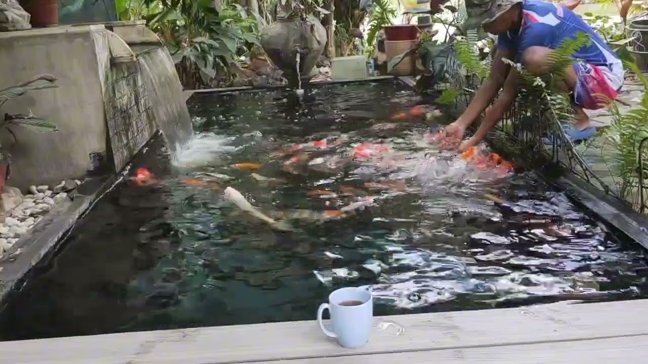 Koi Fish Feeding and Cafe 