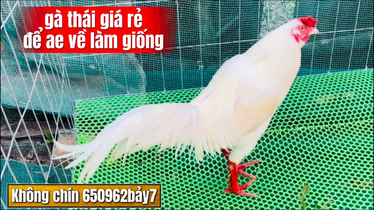 gà thái rặc gia rẻ để ae về làm giống 1🌽9 #HùngCá 