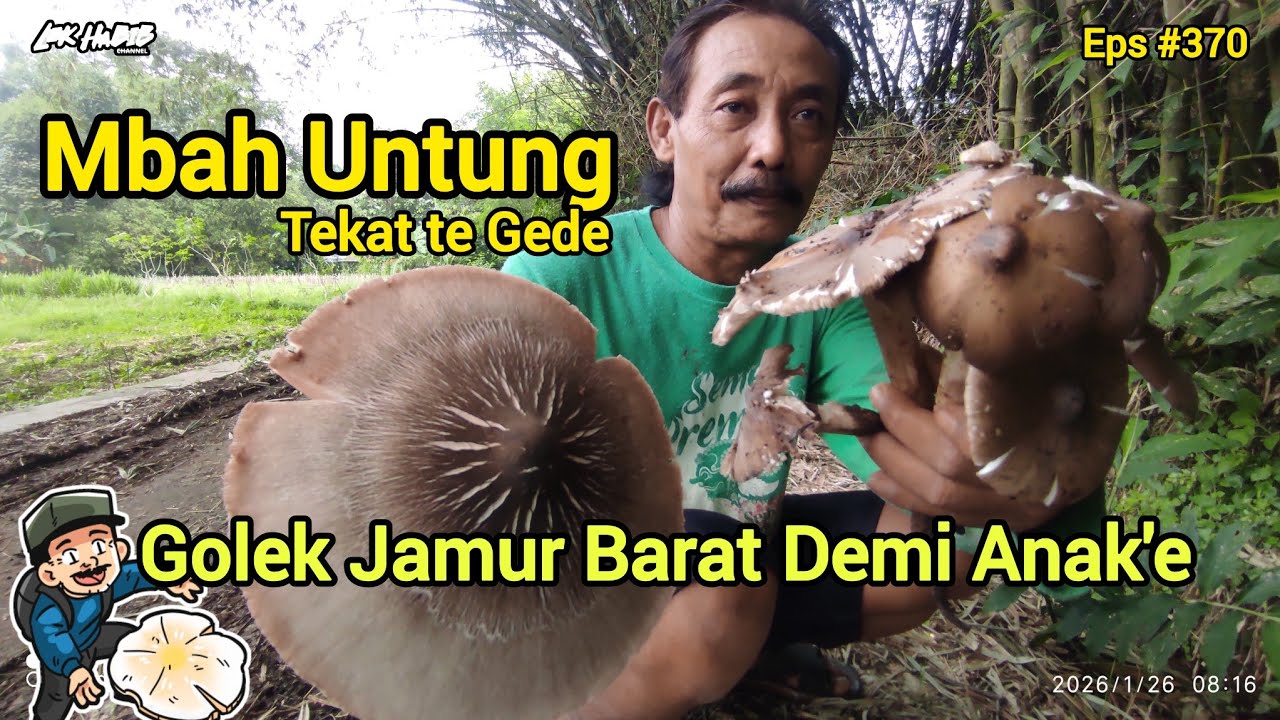 Mbah Untung Mumet Golek Jamur Dilalah Nemu Jamur Barat Akeh Eps #370