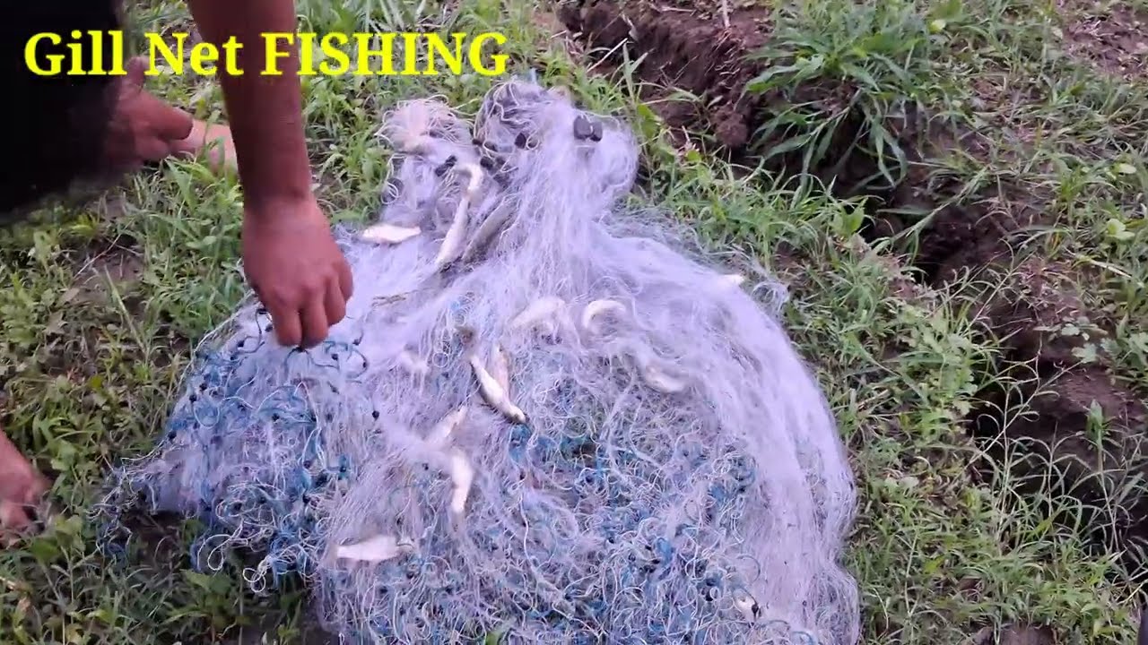 दोस्तो आज मेने 1 ऊंगली के जाल से मछली पकडी Gillnet Fishing !! My Frist Blog For My Traditional