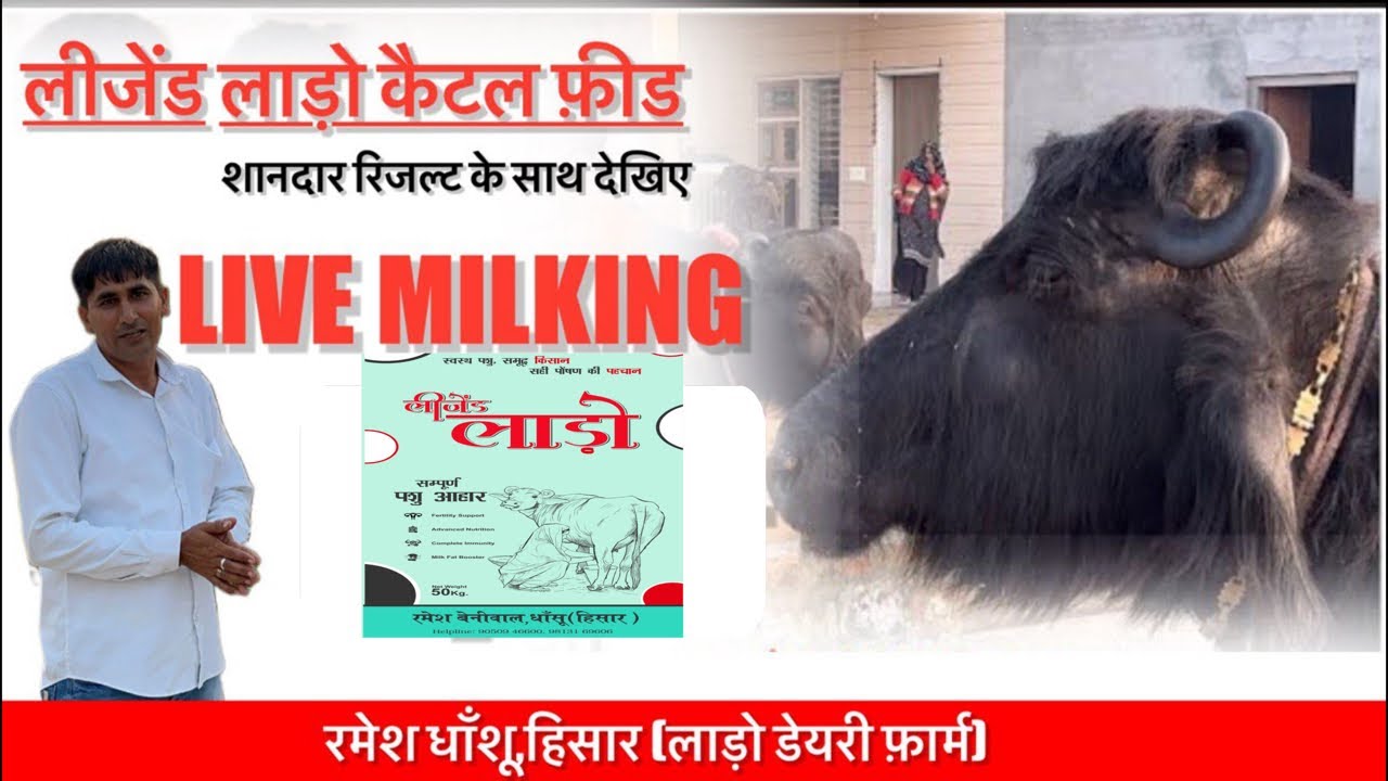 लीजेंड लाडो की 12 वें ब्यांत में लाइव मिल्किंग, खाली होते टाइम