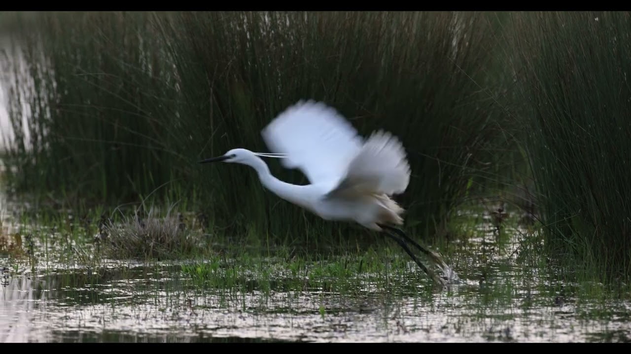 The Little Egret in Flight.