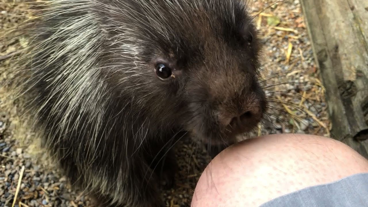 young porcupine wants love and attention