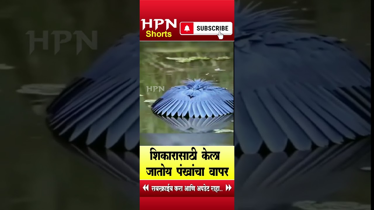 पक्षी तुम्ही पाहिलाय का | HPN MARATHI NEWS  #short #shorts #shortvideo #shortsvideo #shortsfeed