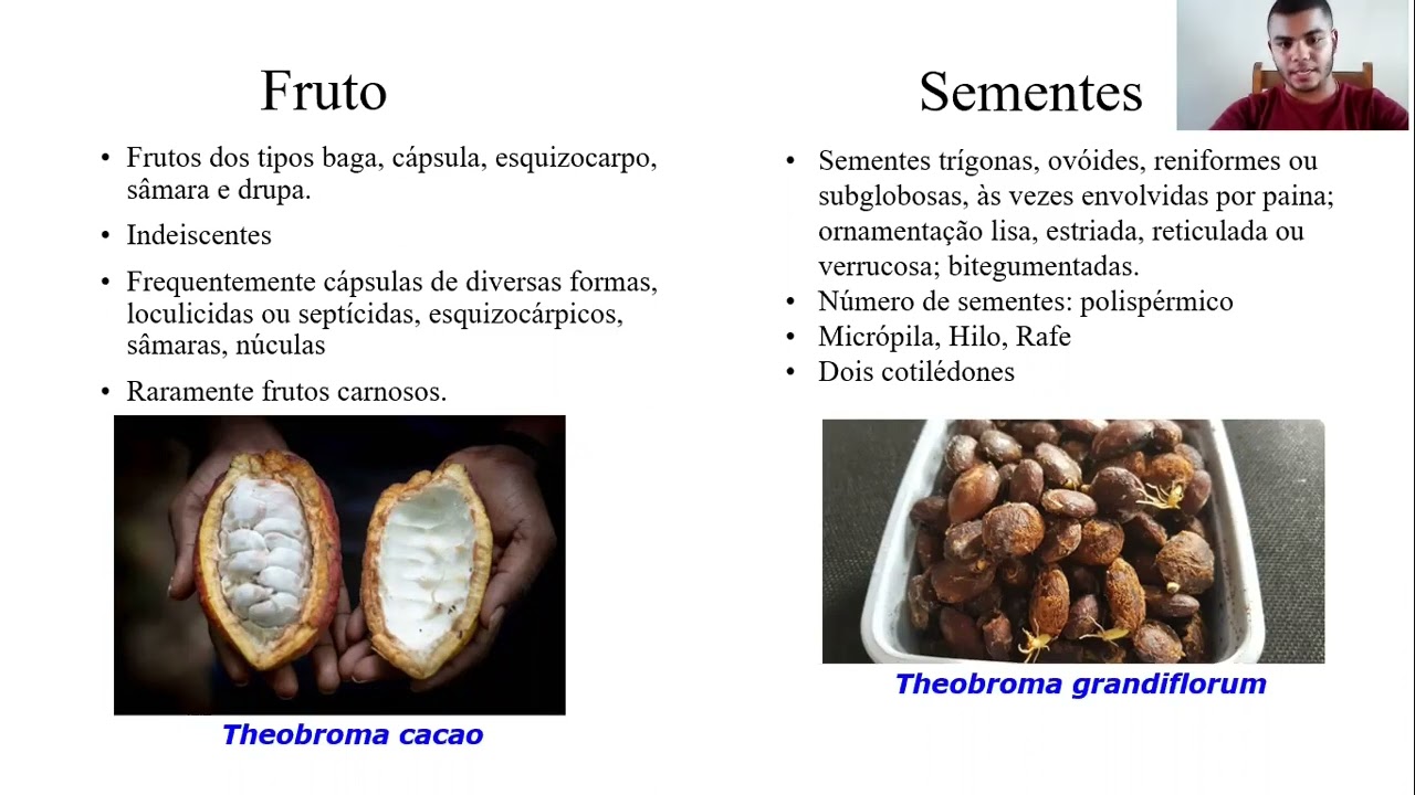 TAXÓNS DE INTERESSE AGRONÔMICO: FAMÍLIA MALVACEAE