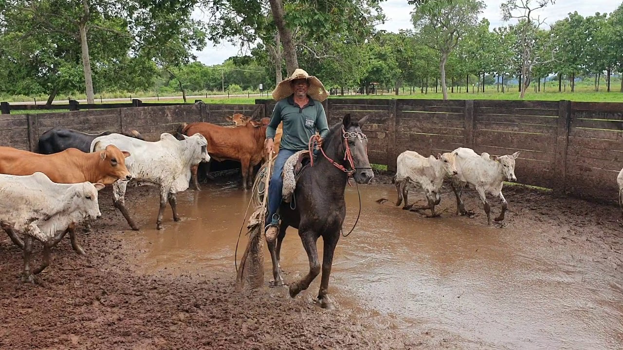 Manejo de gado em curral, fazendo aparte sem usar tronco!