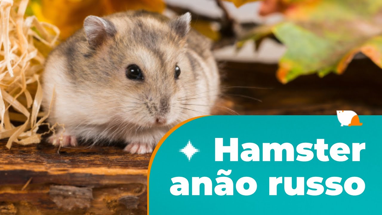 Como cuidar de um hamster an&atilde;o russo