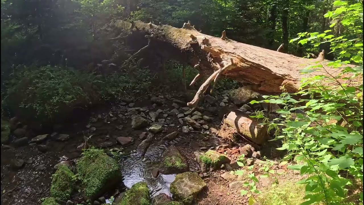 Monbachschlucht &ndash; Wandern durch eine der sch&ouml;nsten Schluchten im Schwarzwald