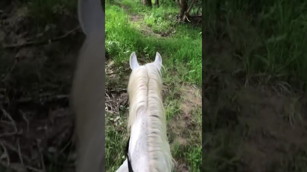 river 🌷💚 #love #cavalli #horses #equestrianlife #szj #szjarabians #river #freedom #riding