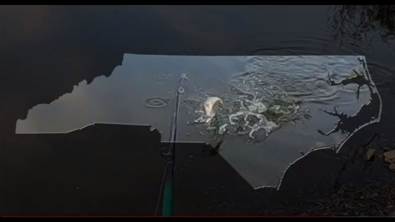 Fishing, Moyock NC, Small Bass Catch & Release - October 14, 2021