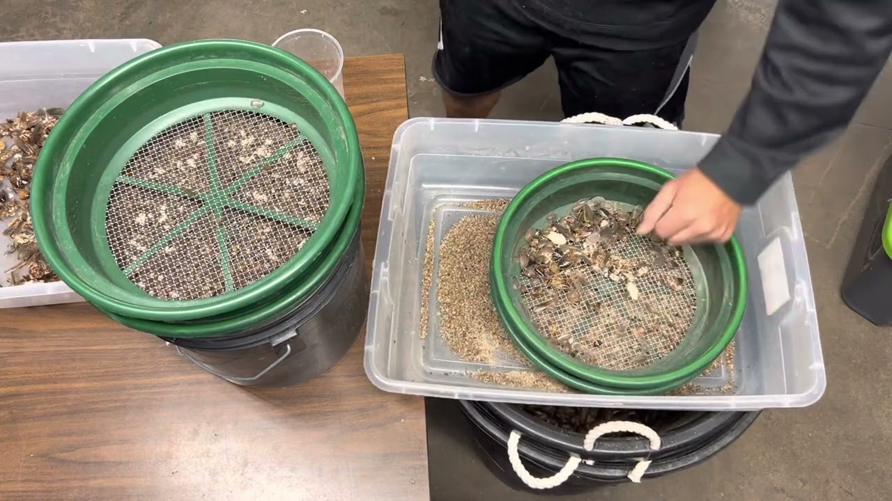 I have to clean HOW MANY dubia roach bins this week?