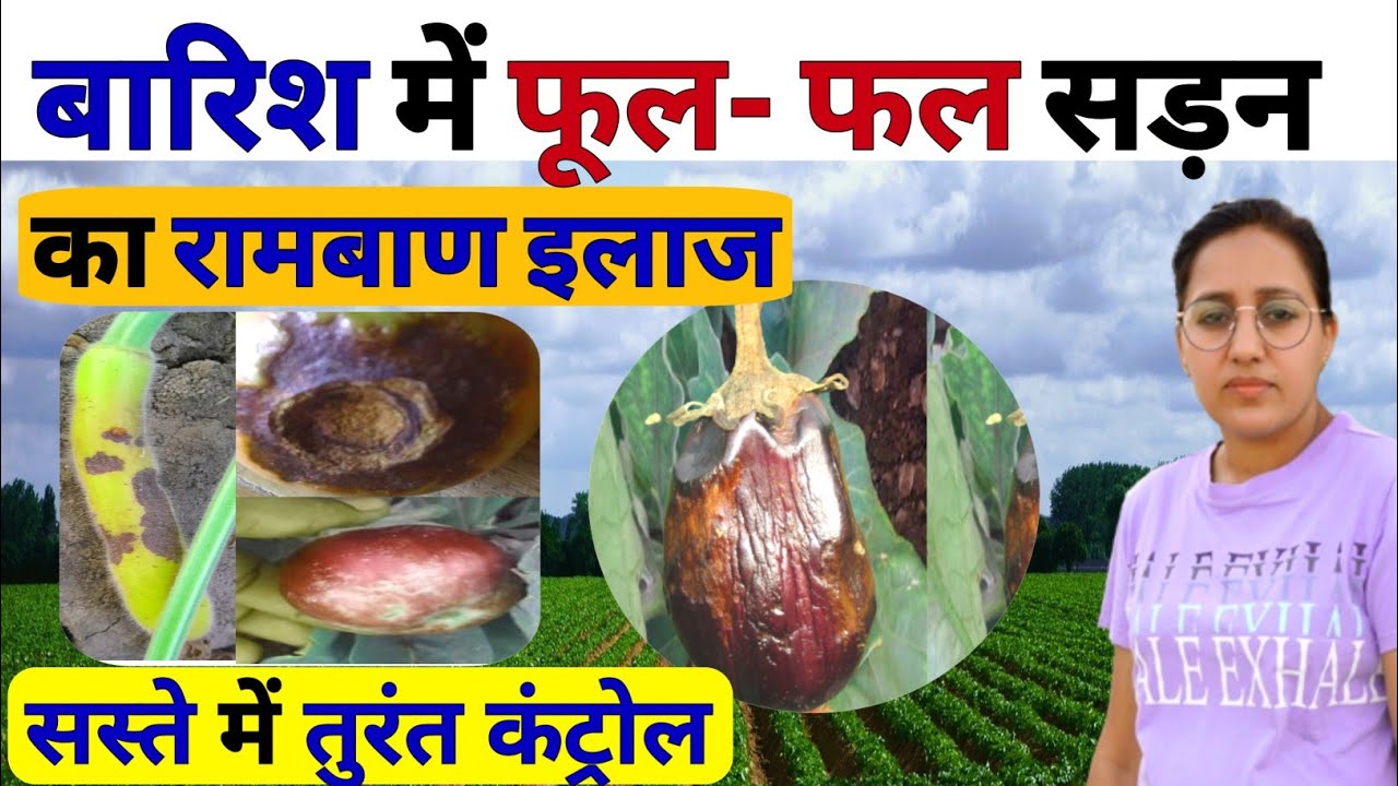 बारिश में फल सड़न रोकने का सबसे बड़ा सीक्रेट | fruit rot | root rot | kharpatwar control | mop