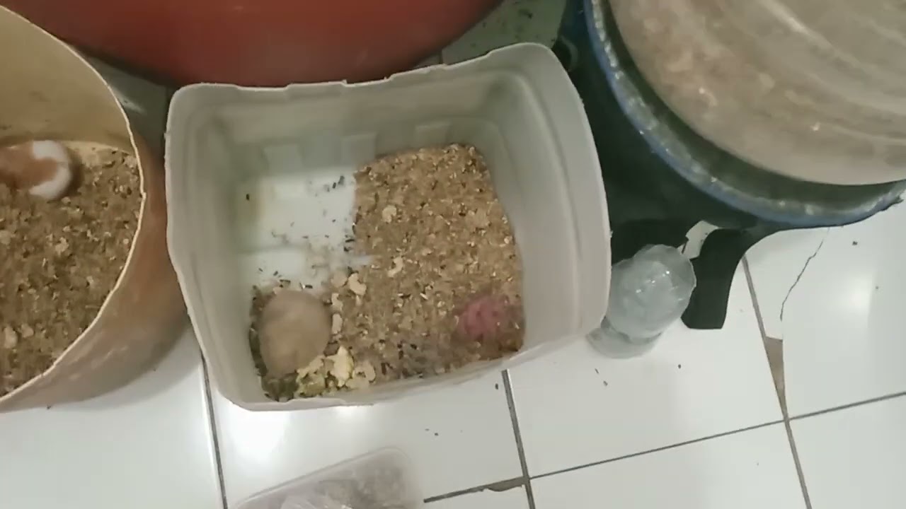 Kasih makan hamster Syiria lanjut melatih mental Channa andrao 7cm dwarf neon snakehead 