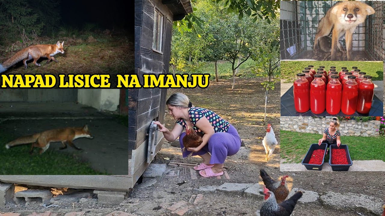 Uhvatili smo lisicu u 4 ujutro, krenula u napad 🦊Sok od drijena🍷berba i pravljenje