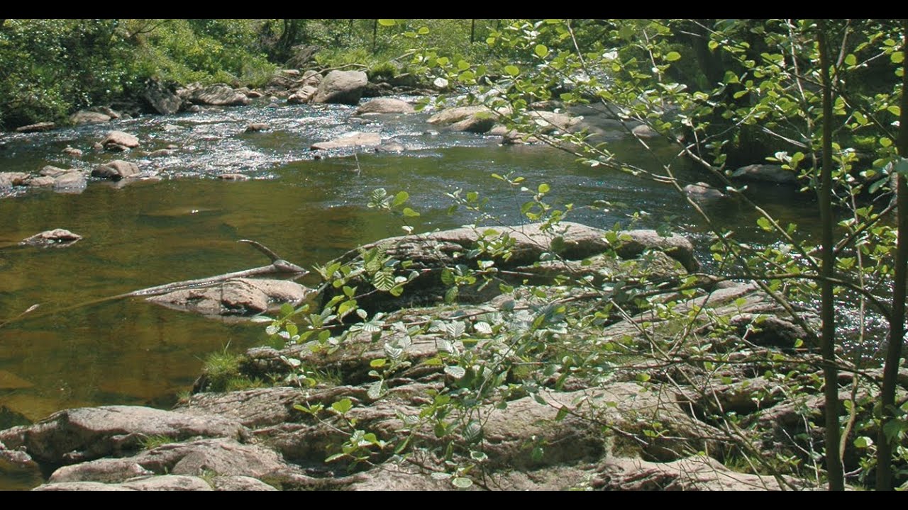 LIFE Lebendige Bäche - der Film