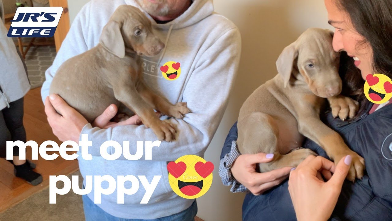You've NEVER seen a DOBIE like this before! | 7 Weeks Old Fawn Isabella Doberman Puppy | JR’S Life
