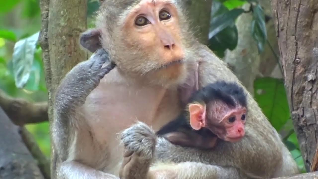 Cute Newborn Baby Monkey Relaxing Playing  And Happy Animal Live #HM449