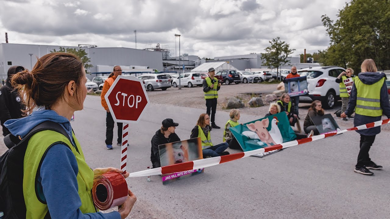 Kronf&aring;gel AB, Valla, Katrineholm Chicken Save, 2022-05-30