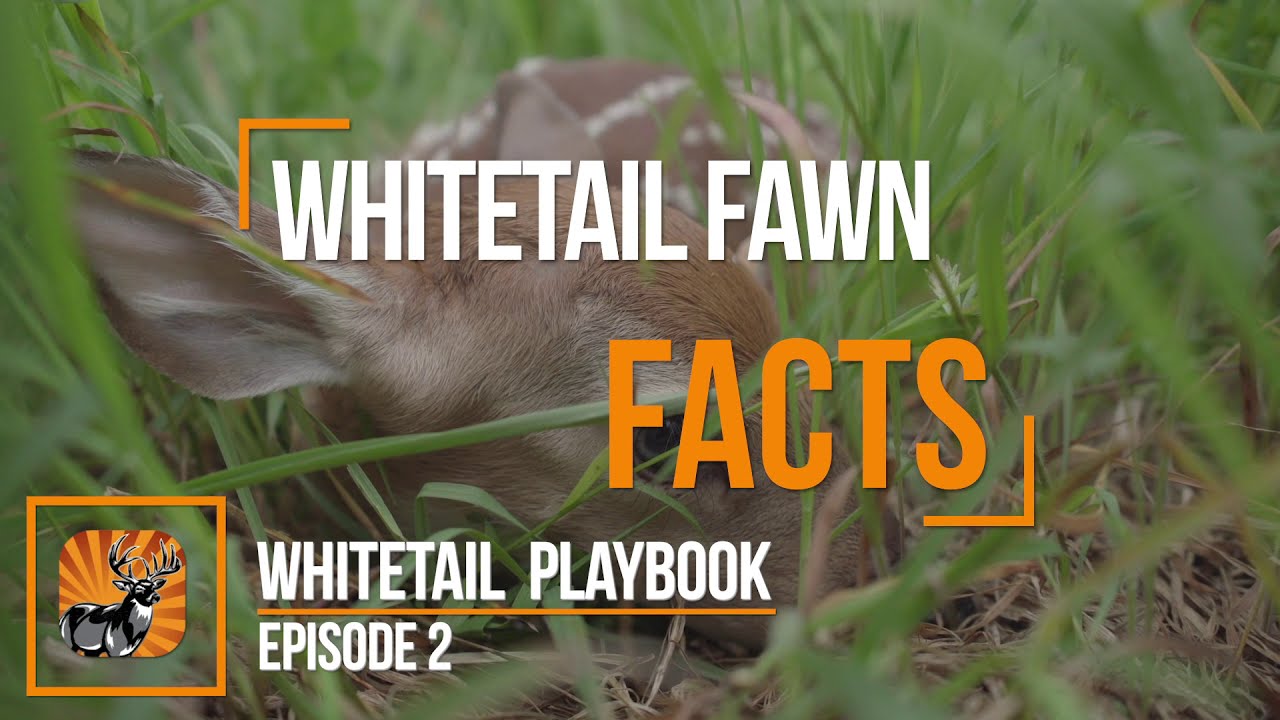 Whitetail Playbook: Week 2 | The Hunting Page