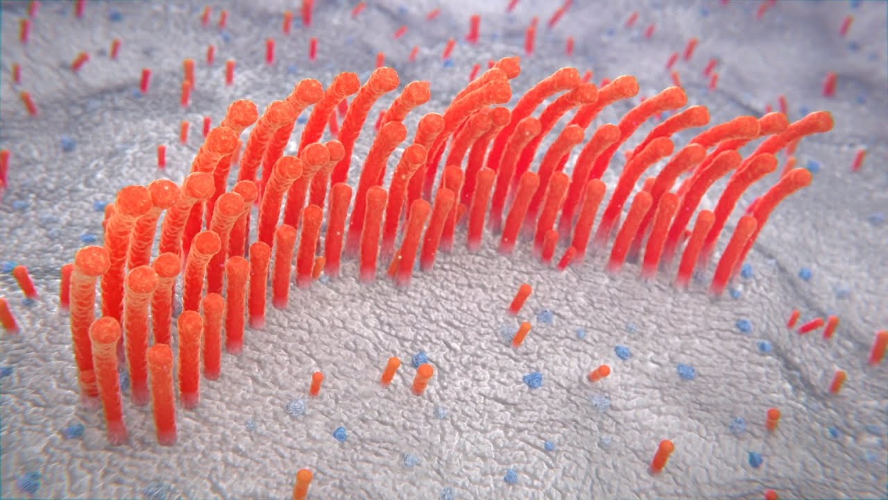 Damaged Inner Ear Cells and Hearing Loss