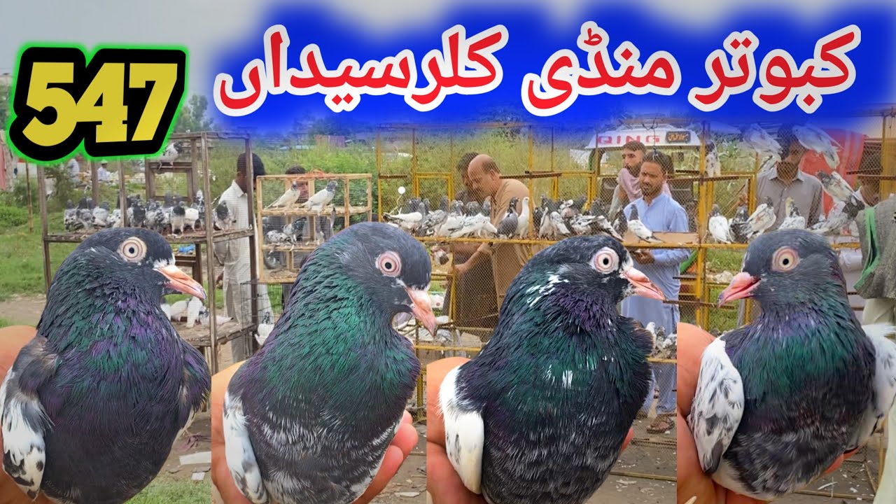 547 | Kabootar Mandi Kallar Syedan | Today Latest Update High Flyer Pigeon Market Price 8/9/2025