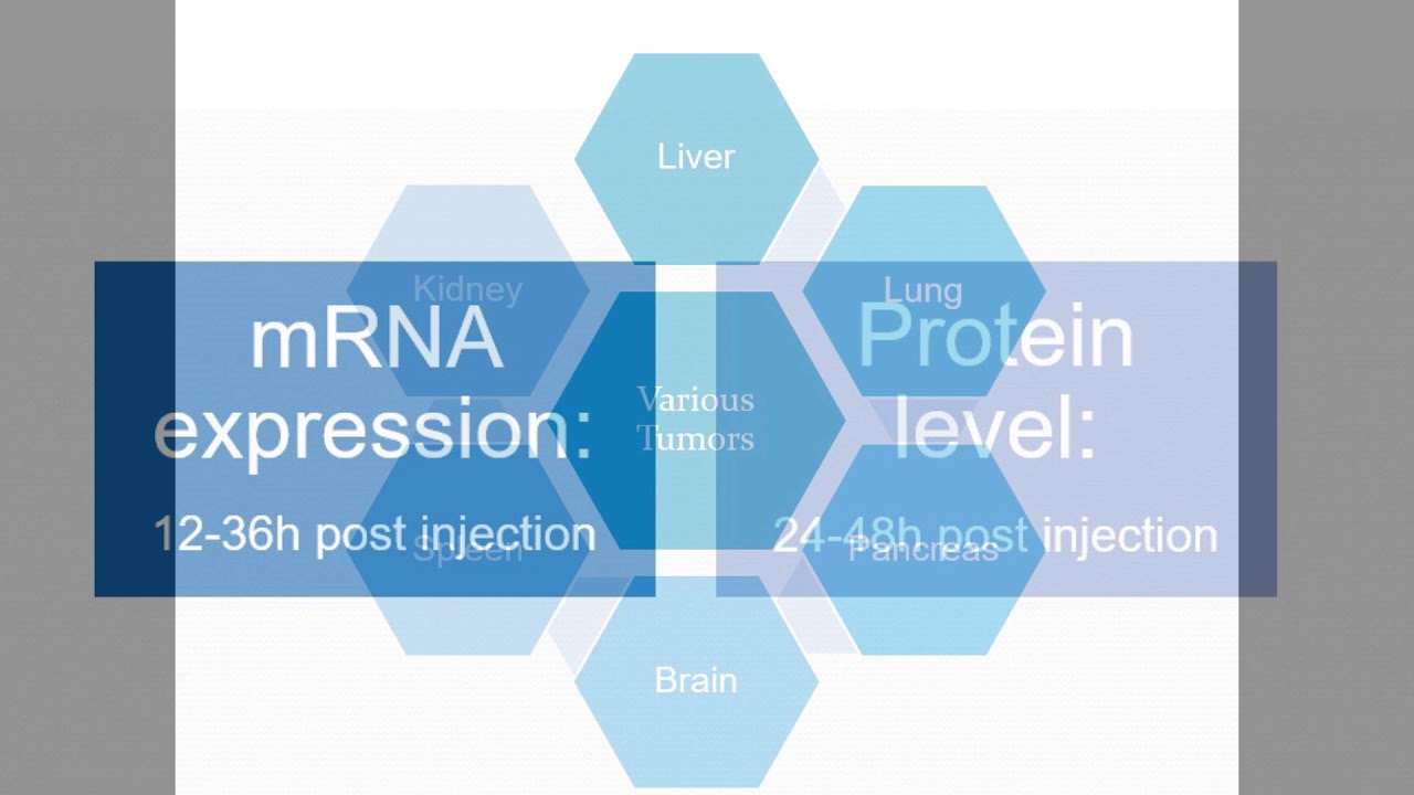 Altogen Biosystems PEG-Liposome in vivo Transfection Tutorial