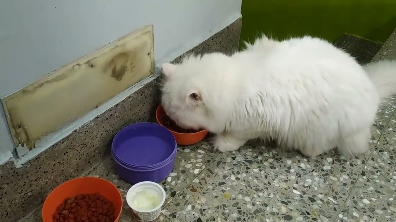 how to care persian cat in tamil
