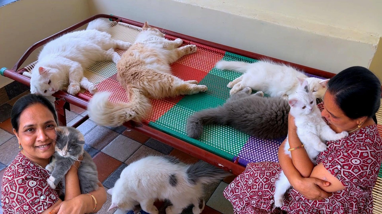 6 Kitten's Name Officially Announced😍