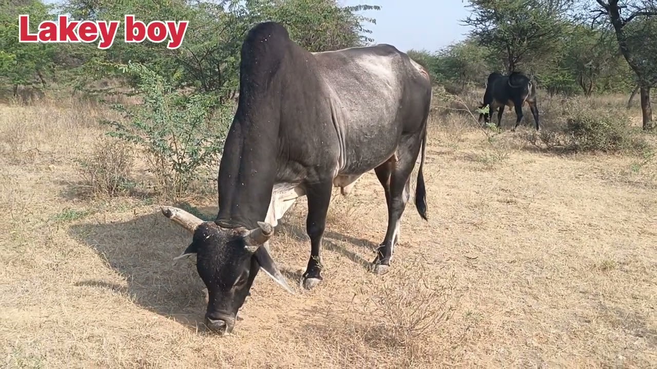 Bulls are eating grass in the forest. There is a lot of terror due to stray bulls in the forest.