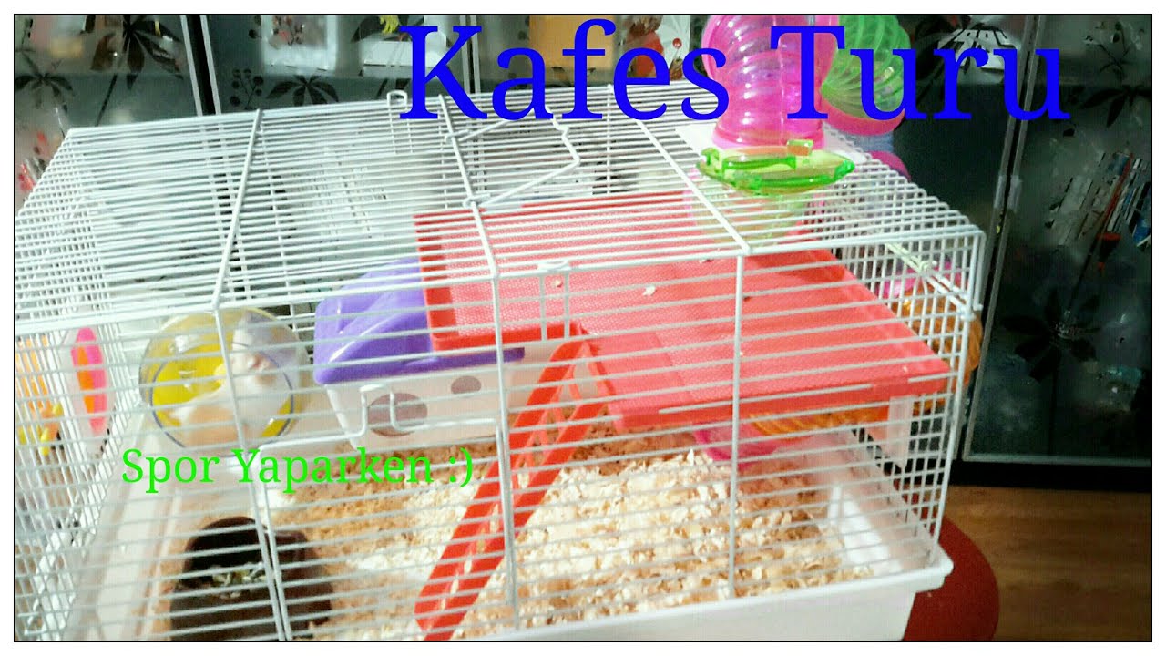 Yeni hamster ım Misket  (Hamster Aldım )😀😀