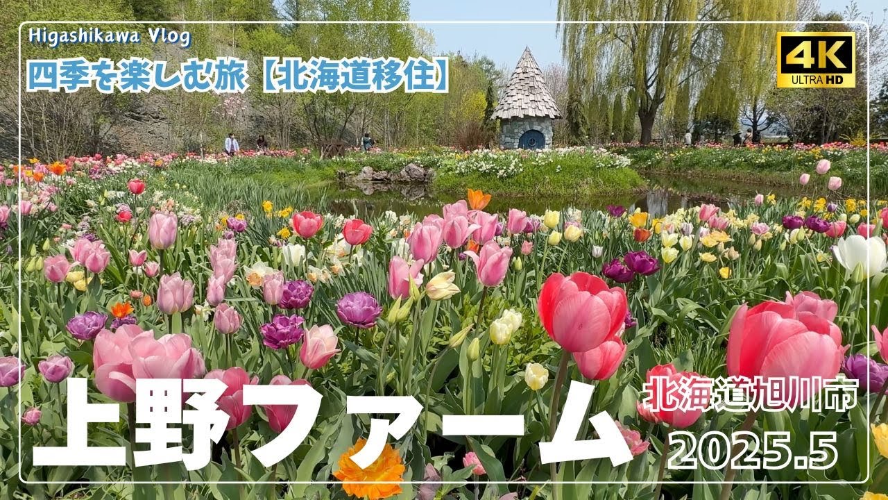 【北海道旅vlog #39】5月の上野ファームは春爛漫！｜北海道旭川市｜《４K》