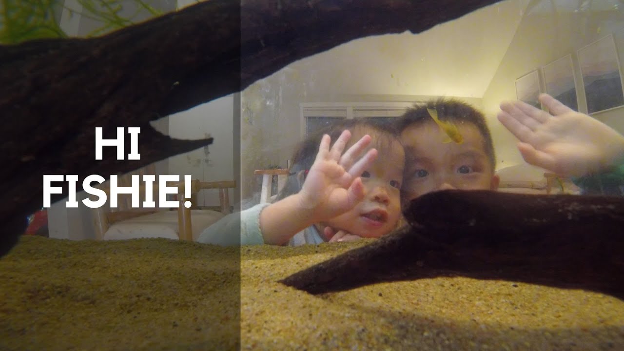 AQUARIUM ZEN SEATTLE - help with how to start an aquarium for kids