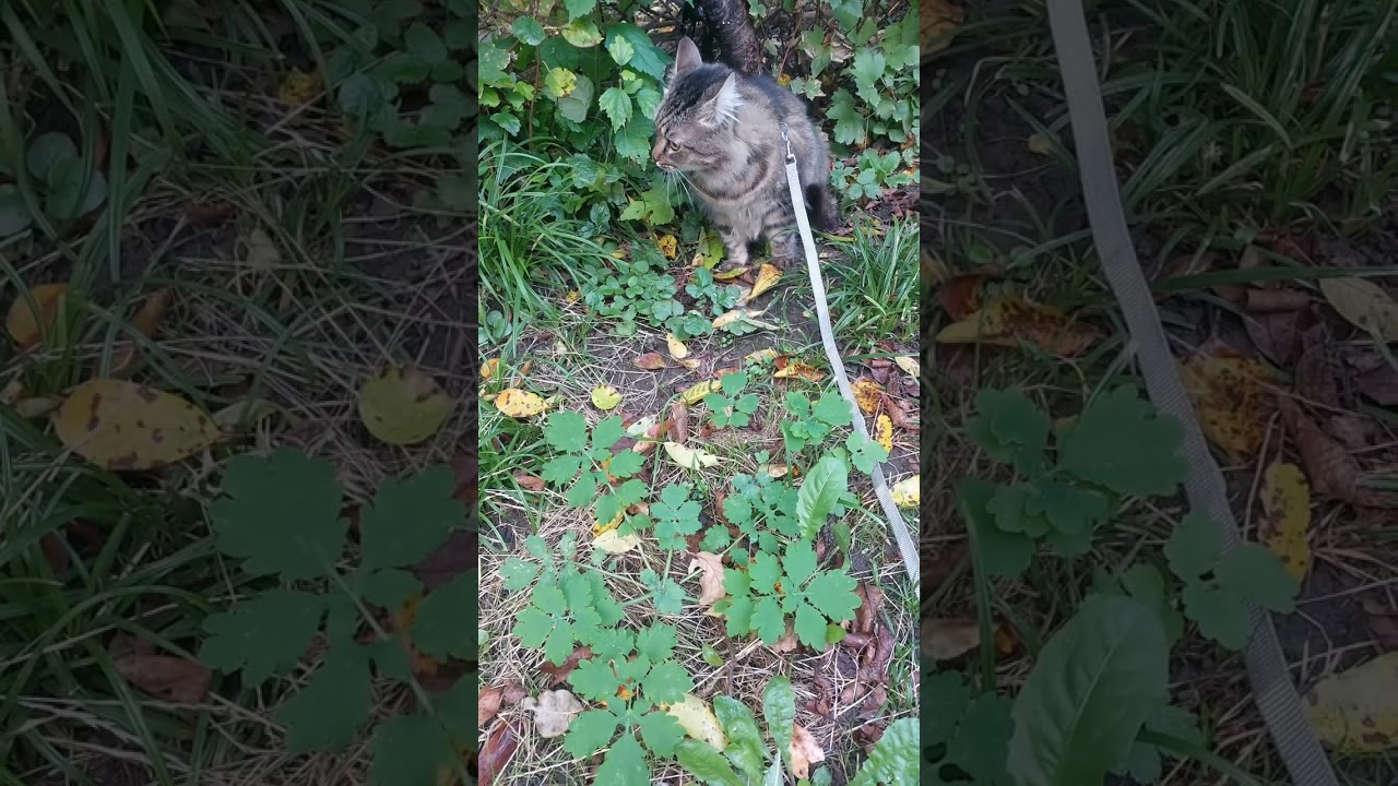 Котик 
