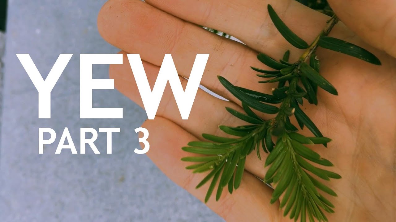 Yew from Air Layer Bonsai, 3