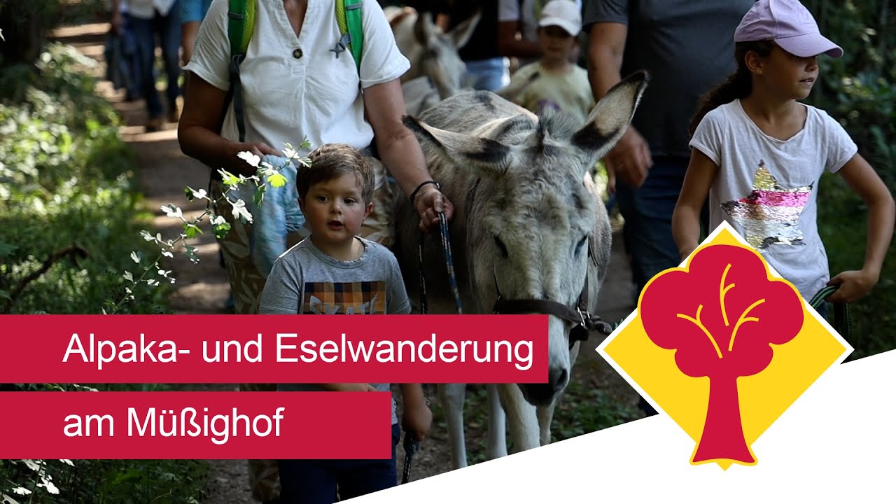 Alpaka- und Eselwanderung der DJK am Müßighof bei Absberg