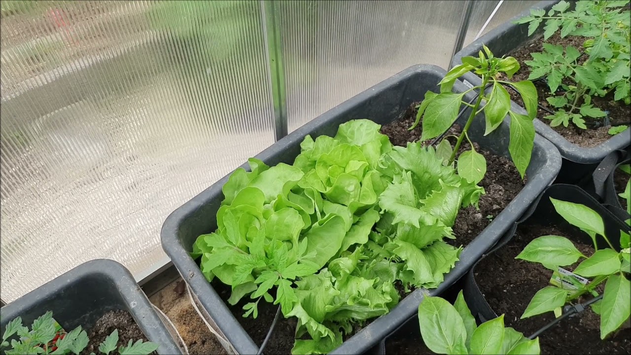 Gardena aqua Bloom Set. Erkenntnisse und kurzer Zwischenstand.