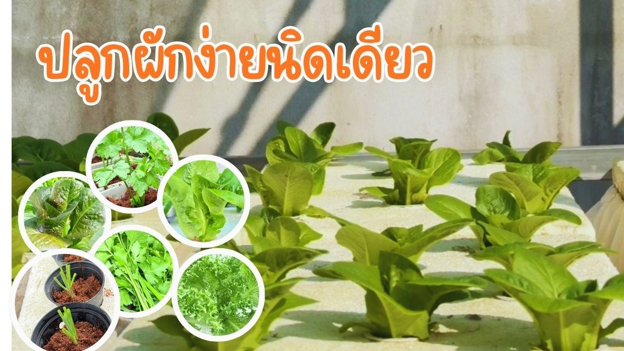 ปลูกผักสวนครัว ปลูกง่ายนิดเดียว