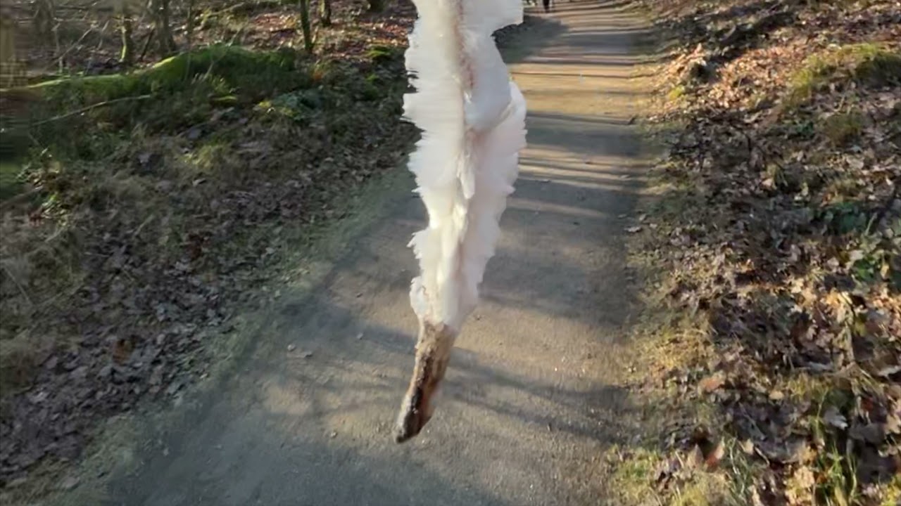 ijshaar, haarijs of sneeuwbaard