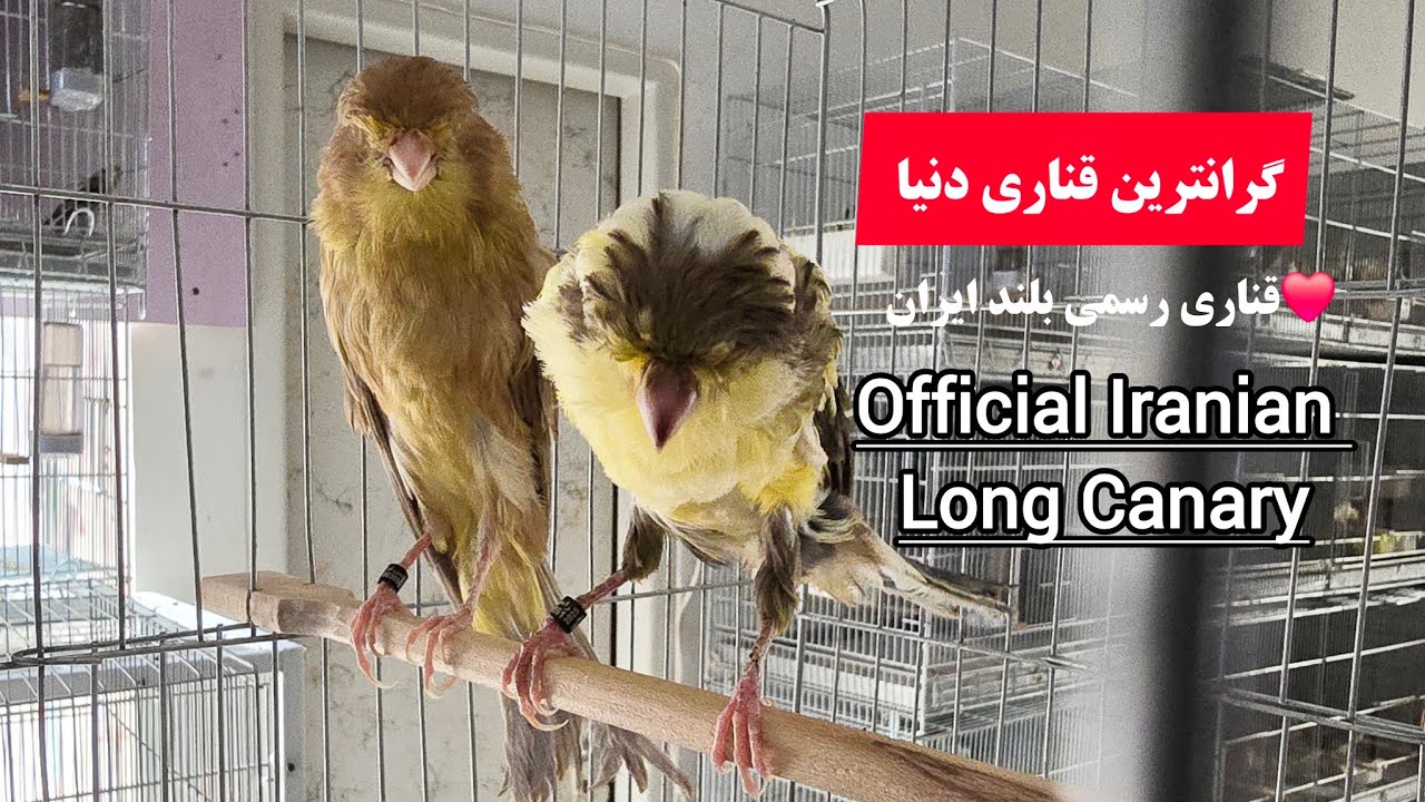 ❤️💥گرانترین قناری دنیا ، قناری رسمی بلند ایران Iranian Long Canary