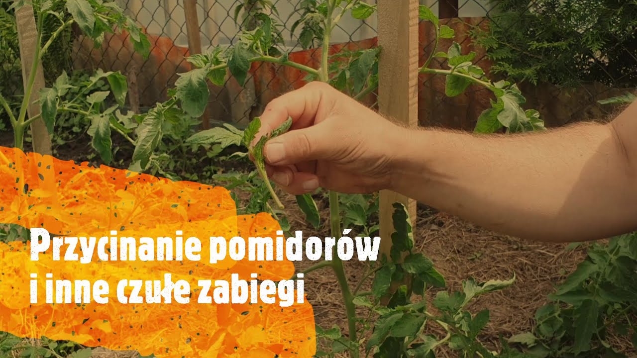 Przycinanie pomidorów i inne czułe zabiegi
